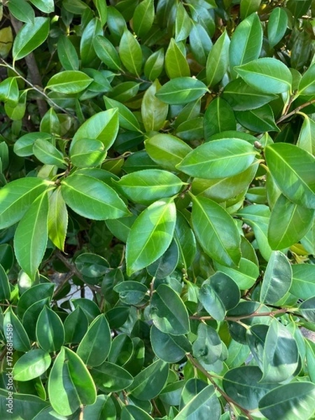 Obraz 四季の常緑