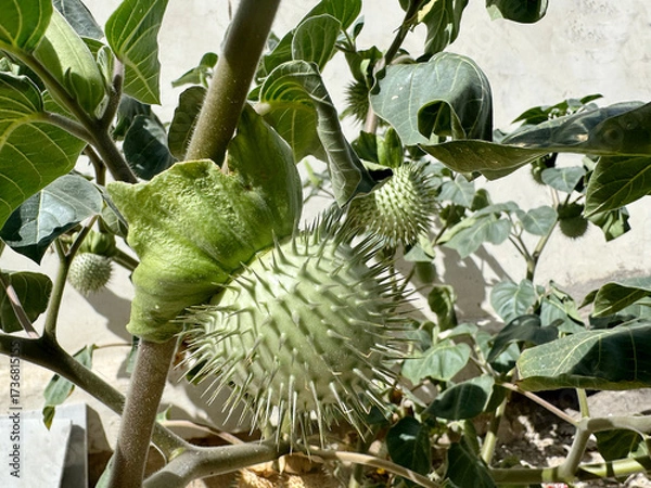 Fototapeta a species of Datura, commonly known as Thorn Apple or Jimsonweed. The specific species is likely Datura stramonium.