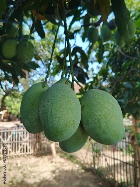 Obraz mango on tree