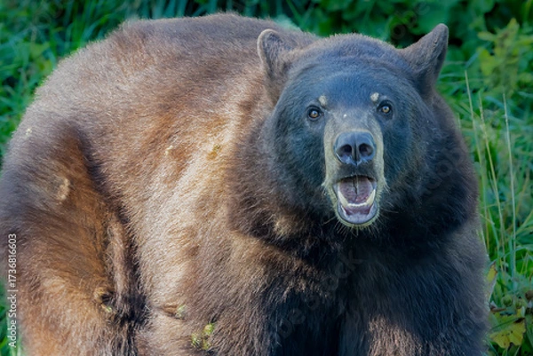 Obraz "Snarling Black Bear"