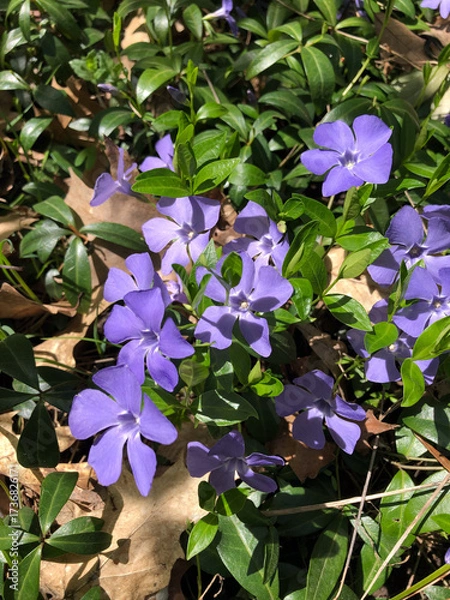 Fototapeta A vibrant, natural close-up image of a cluster of Periwinkle flowers (Vinca minor), a creeping ground cover. 