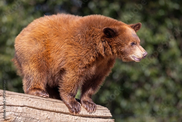 Obraz "Black Bear Cub"