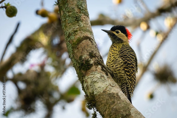 Fototapeta woodpecker on a tree