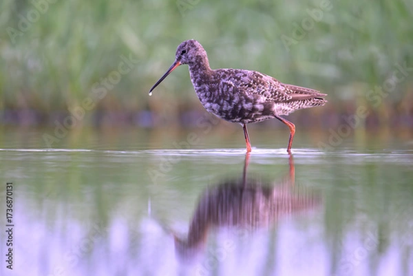 Fototapeta Dunkelwasserläufer (Tringa erythropus) spotted redshank