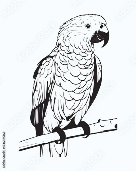 Fototapeta Another detailed black and white vector outline of a large parrot perched. The emphasis is on texture and line work, making it suitable for high-quality print design, logo creation