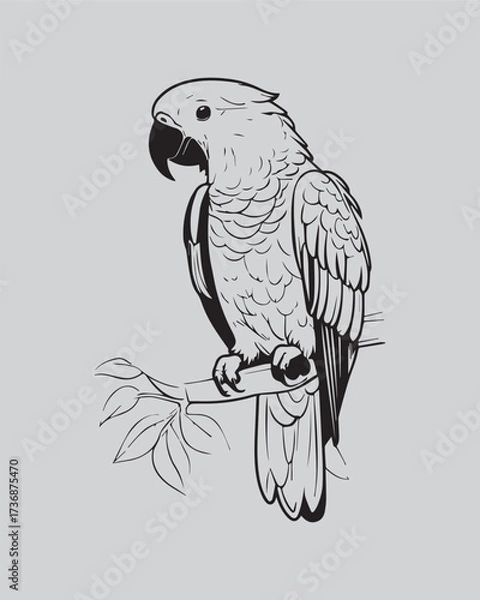 Fototapeta A detailed, black and white outline illustration of a magnificent macaw or parrot perched on a branch. Excellent for tropical themes, detailed coloring books, wildlife conservation graphics