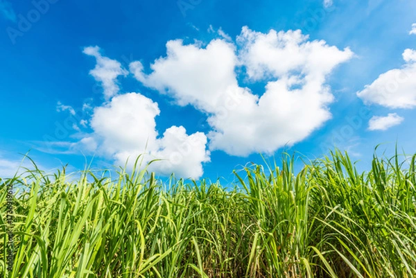 Obraz 沖縄県宮古島のさとうきび畑