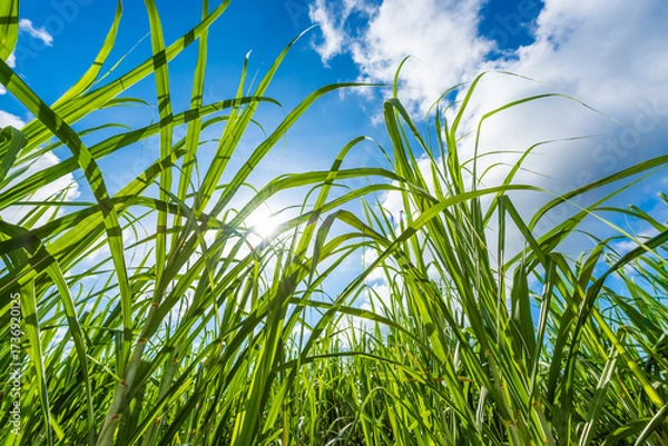 Obraz 沖縄県宮古島のさとうきび畑