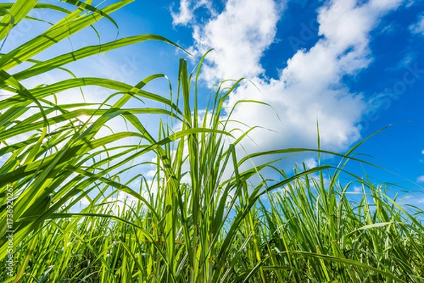 Fototapeta 沖縄県宮古島のさとうきび畑