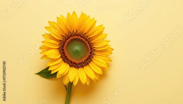 Fototapeta Bright sunflower isolated on yellow background, showcasing vibrant petals and detailed center, radiating warmth and positivity. Perfect for nature themed designs
