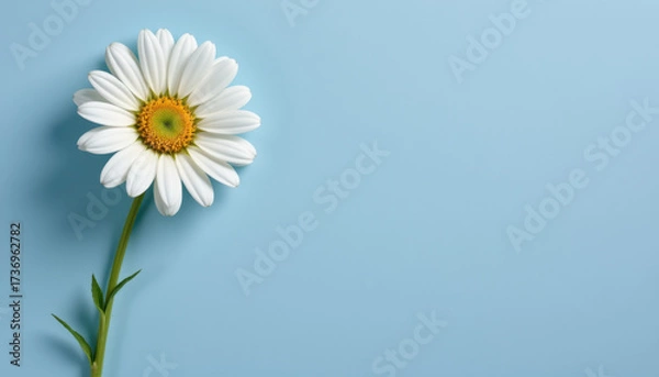 Fototapeta Beautiful white daisy flower stands out against soft blue background, showcasing its delicate petals and vibrant yellow center, evoking sense of freshness and tranquility