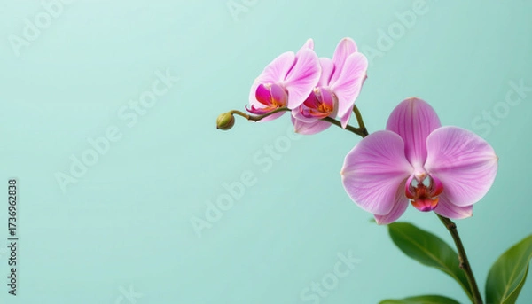 Fototapeta Beautiful orchid flowers with delicate pink petals and lush green leaves against soft mint background create serene and elegant atmosphere