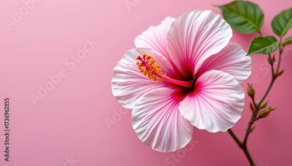 Fototapeta Vibrant hibiscus flower showcases delicate pink and white petals against soft pink background, exuding beauty and elegance. lush green leaves complement floral display, creating serene atmosphere