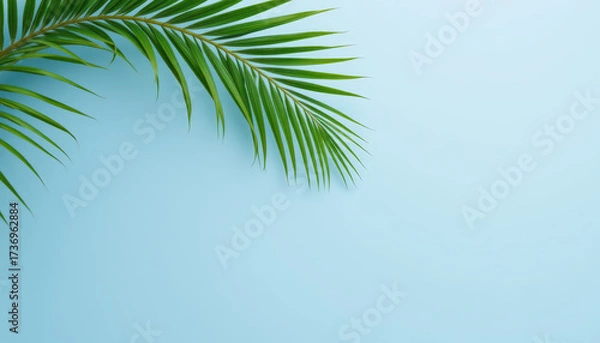 Fototapeta Vibrant green palm leaf rests against soft blue background, creating refreshing and tropical atmosphere. This evokes feelings of relaxation and nature beauty