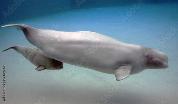 Obraz matka i cielę