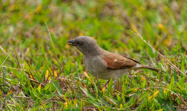 Fototapeta Grey headed sparrow in Rwanda