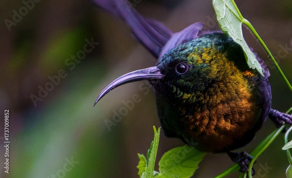Fototapeta Variable Sunbird Cinnyris venustus in bright red bushes in Rwanda.