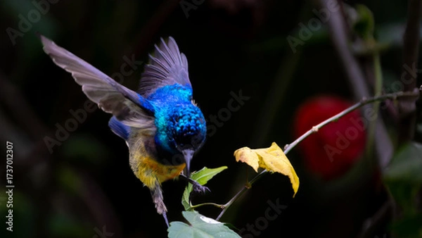 Fototapeta Variable Sunbird or Cinnyris venustus in flowering bush