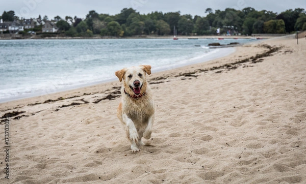 Fototapeta Wet white dog running towards the camera on a beach on an overcast day. It looks like the dog is smiling