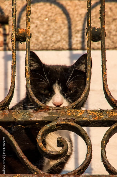 Fototapeta Black cat