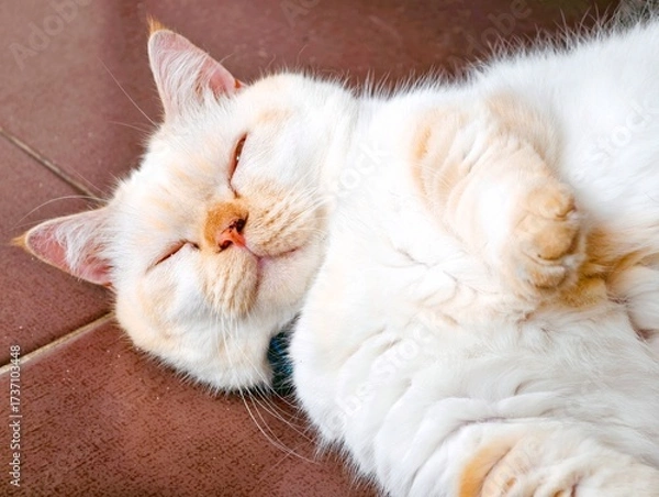Obraz cat lying on the carpet