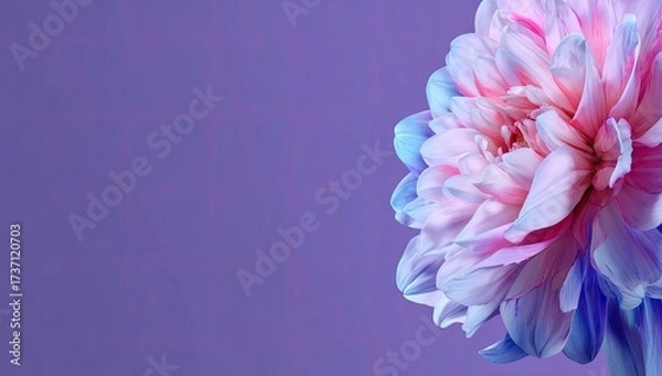 Fototapeta A close-up of a large, multi-colored flower, petals radiating against a purple backdrop