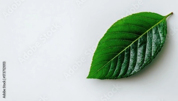 Fototapeta Close-up of a vibrant green leaf with prominent veins, resting on a bright white surface