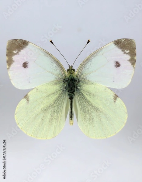 Obraz Pinned white butterfly with dark-tipped wings