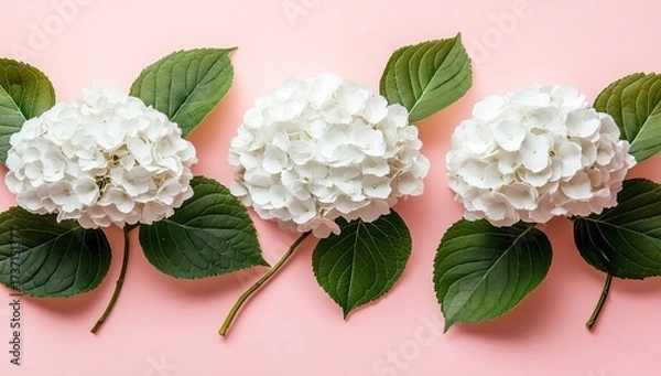 Fototapeta Three white hydrangea blooms with leaves on a pink backdrop