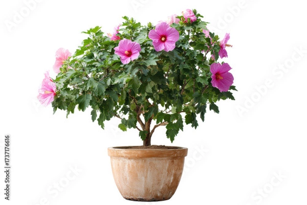 Obraz Hibiscus syriacus in Pot on Transparent Background