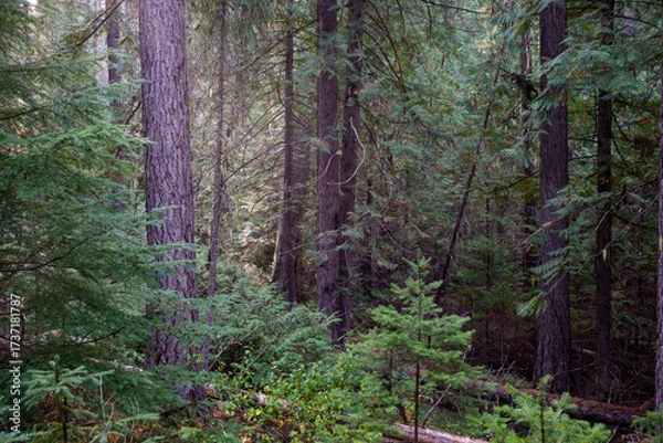 Obraz Vinal Creek Trail #9