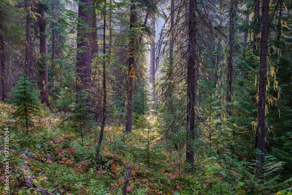 Obraz Vinal Creek Trail #9