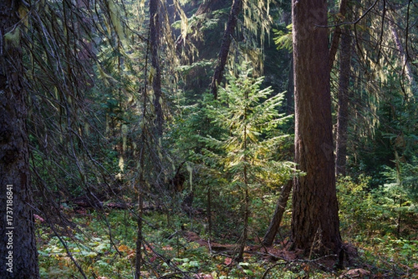 Obraz Vinal Creek Trail #9