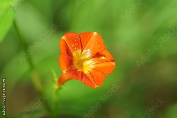 Obraz マルバルコウの花