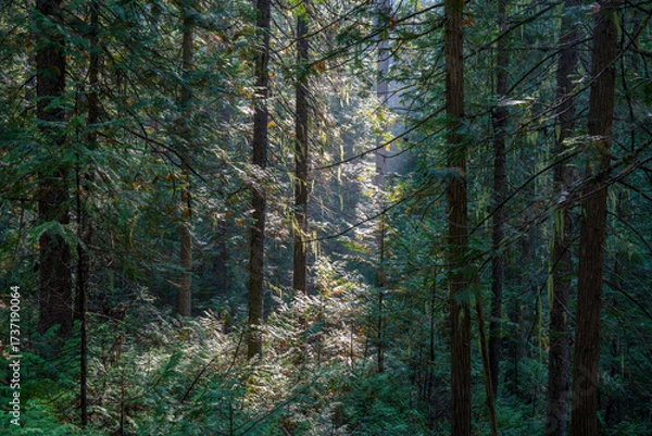 Obraz Vinal Creek Trail #9