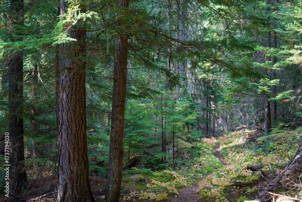 Obraz Vinal Creek Trail #9