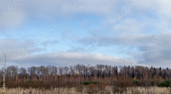 Fototapeta Panorama of the autumn forest at the edge of the field. Autumn forest panoramic landscape