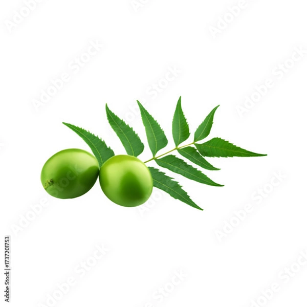 Fototapeta Green fresh neem leaf branch on transparent background