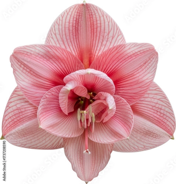 Obraz Delicate Pink Amaryllis Flower with Visible Veins Against White Background