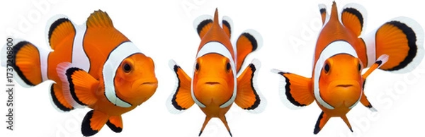 Obraz Three Vibrant Clownfish Isolated on a Clean White Background
