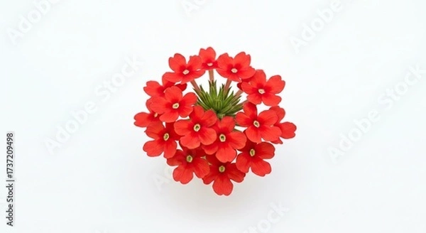 Fototapeta A beautiful cluster of small red flowers with green leaves in the center.