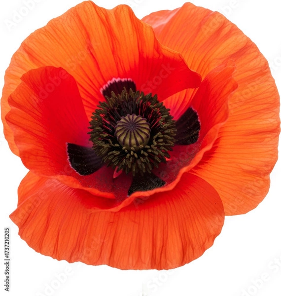 Obraz Vibrant Red Poppy Blossom with Dark Center Against White Background