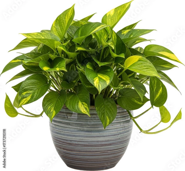 Obraz Vibrant Variegated Pothos Plant in a Decorative Ceramic Pot