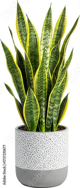 Obraz Vibrant Snake Plant with Variegated Leaves in Decorative Pot