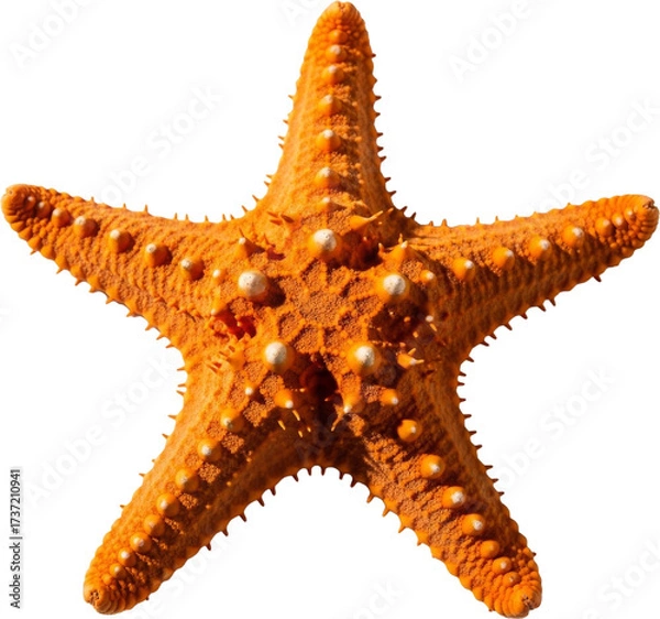 Obraz Vibrant Orange Starfish on White Background with Harsh Shadow