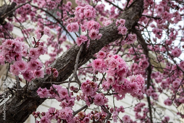 Obraz Flowering plum tree branches in early bloom, Bay Area California