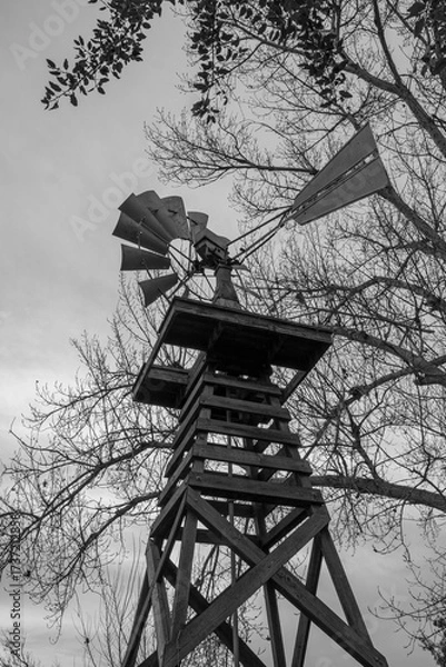 Obraz Vertical composition of farm windmill and winter trees, Bay Area California