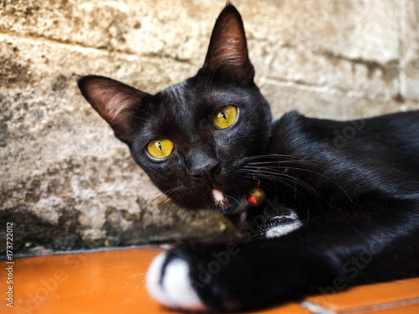 Fototapeta black cat