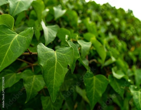 Obraz Leafy green wall