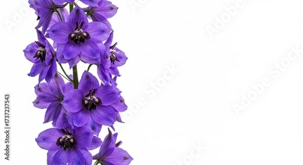 Fototapeta Beautiful vertical stalk of purple delphinium flowers on white background.